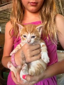 Barn Kittens - Photo 2