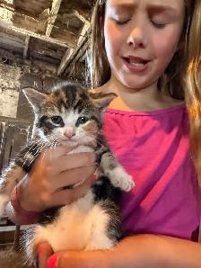 Barn Kittens - Photo 3