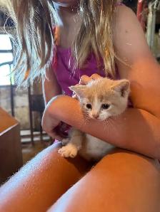 Barn Kittens - Photo 4