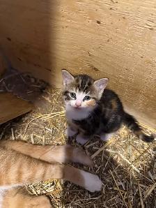 Barn Kittens - Photo 5
