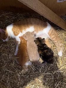 Barn Kittens - Photo 6