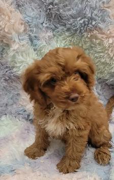 Cavapoo puppies