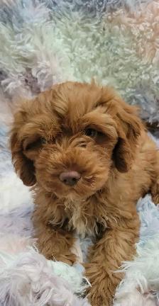 Cavapoo puppies - Photo 2