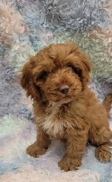Cavapoo puppies - Photo 3