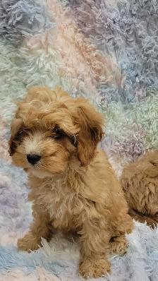 Cavapoo puppies - Photo 4
