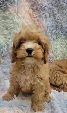 Cavapoo puppies - Photo 5