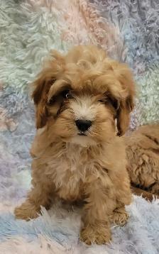 Cavapoo puppies - Photo 6