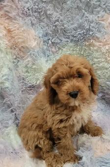 Cavapoo puppies - Photo 7
