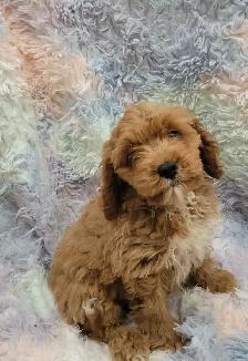 Cavapoo puppies - Photo 8