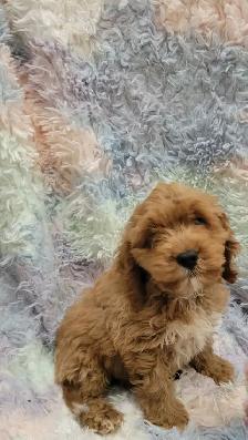 Cavapoo puppies - Photo 9