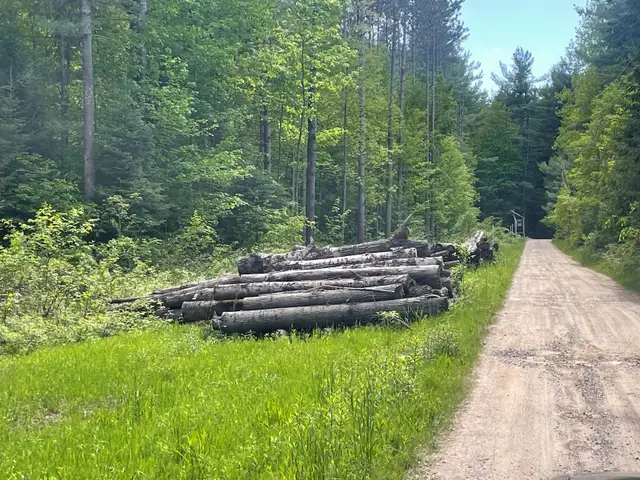 Free Firewood Barrie 6 Bush Cord