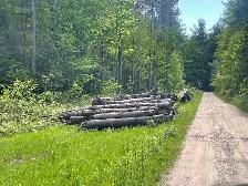 Free Firewood Barrie 6 Bush Cord