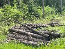 Free Firewood Barrie 6 Bush Cord - Photo 2