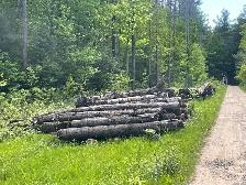 Free Firewood Barrie 6 Bush Cord - Photo 3