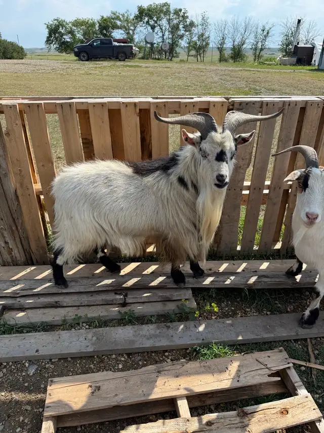 Pygmy male goats