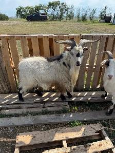 Pygmy male goats