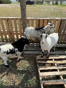 Pygmy male goats - Photo 2