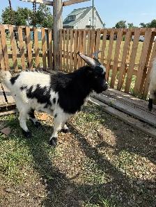 Pygmy male goats - Photo 3