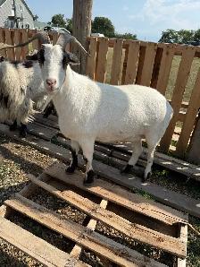 Pygmy male goats - Photo 4