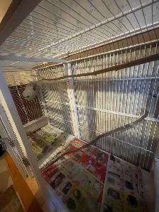 Big Bird Cage - Photo 3