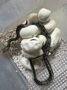 Vietnamese Blue Beauty snakes
