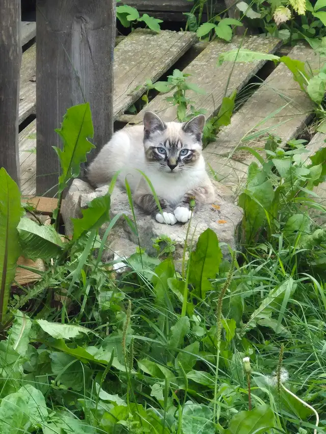 Siamese cats for sale