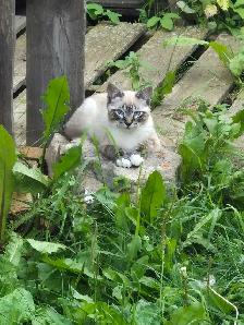 Siamese cats for sale