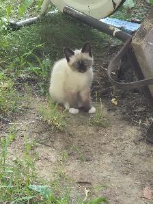 Siamese cats for sale - Photo 2