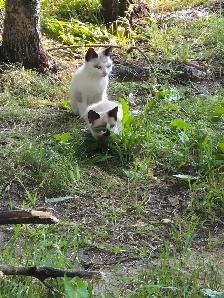 Siamese cats for sale - Photo 3