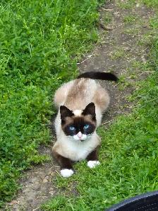 Siamese cats for sale - Photo 4