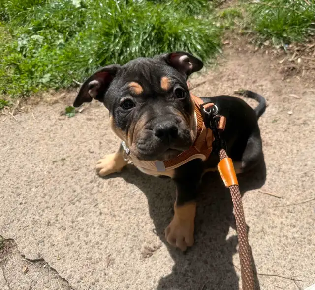 American Bully