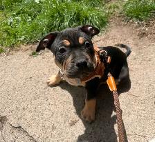 American Bully