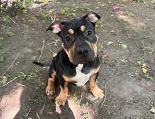 American Bully - Photo 2