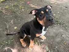 American Bully - Photo 3