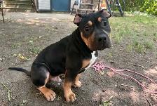 American Bully - Photo 4