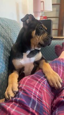American Bully - Photo 5