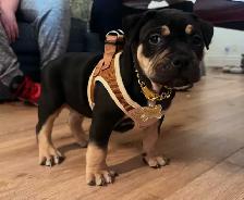 American Bully - Photo 6