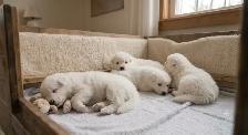 BEAUTIFUL SAMOYED PUPPY LITTER - IN THE GTA   HEALTH GUATRANTEE - Photo 4