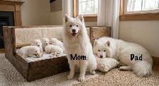 BEAUTIFUL SAMOYED PUPPY LITTER - IN THE GTA   HEALTH GUATRANTEE - Photo 5