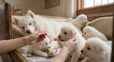 BEAUTIFUL SAMOYED PUPPY LITTER - IN THE GTA   HEALTH GUATRANTEE - Photo 6