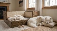 BEAUTIFUL SAMOYED PUPPY LITTER - IN THE GTA   HEALTH GUATRANTEE - Photo 7