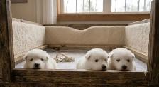 BEAUTIFUL SAMOYED PUPPY LITTER - IN THE GTA   HEALTH GUATRANTEE - Photo 8