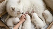 BEAUTIFUL SAMOYED PUPPY LITTER - IN THE GTA   HEALTH GUATRANTEE - Photo 9