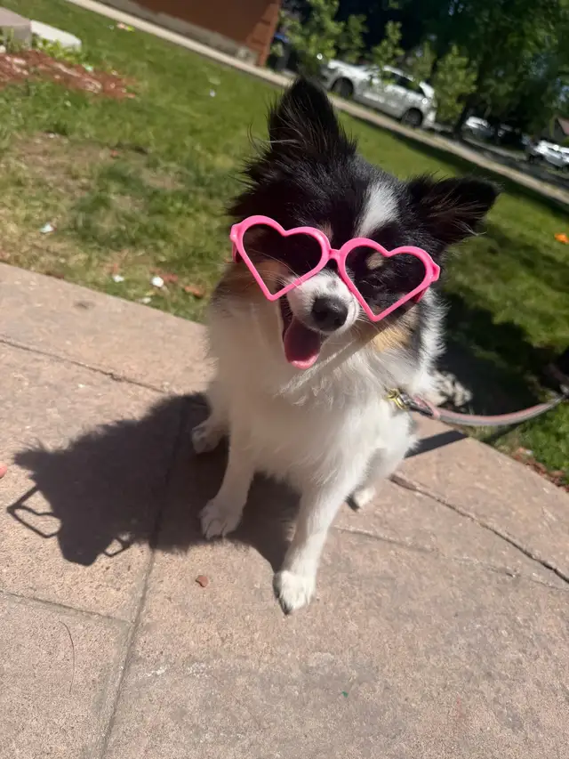 Pomeranian
