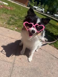 Pomeranian