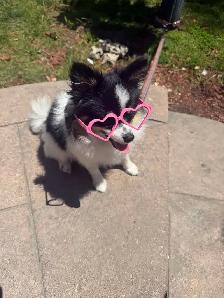 Pomeranian - Photo 2