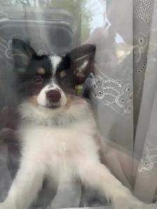 Pomeranian - Photo 3
