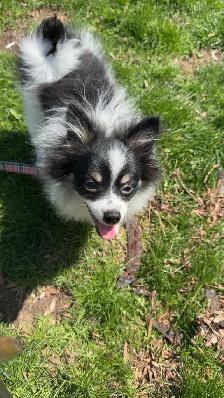 Pomeranian - Photo 4