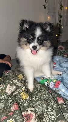 Pomeranian - Photo 5