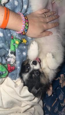 Pomeranian - Photo 6